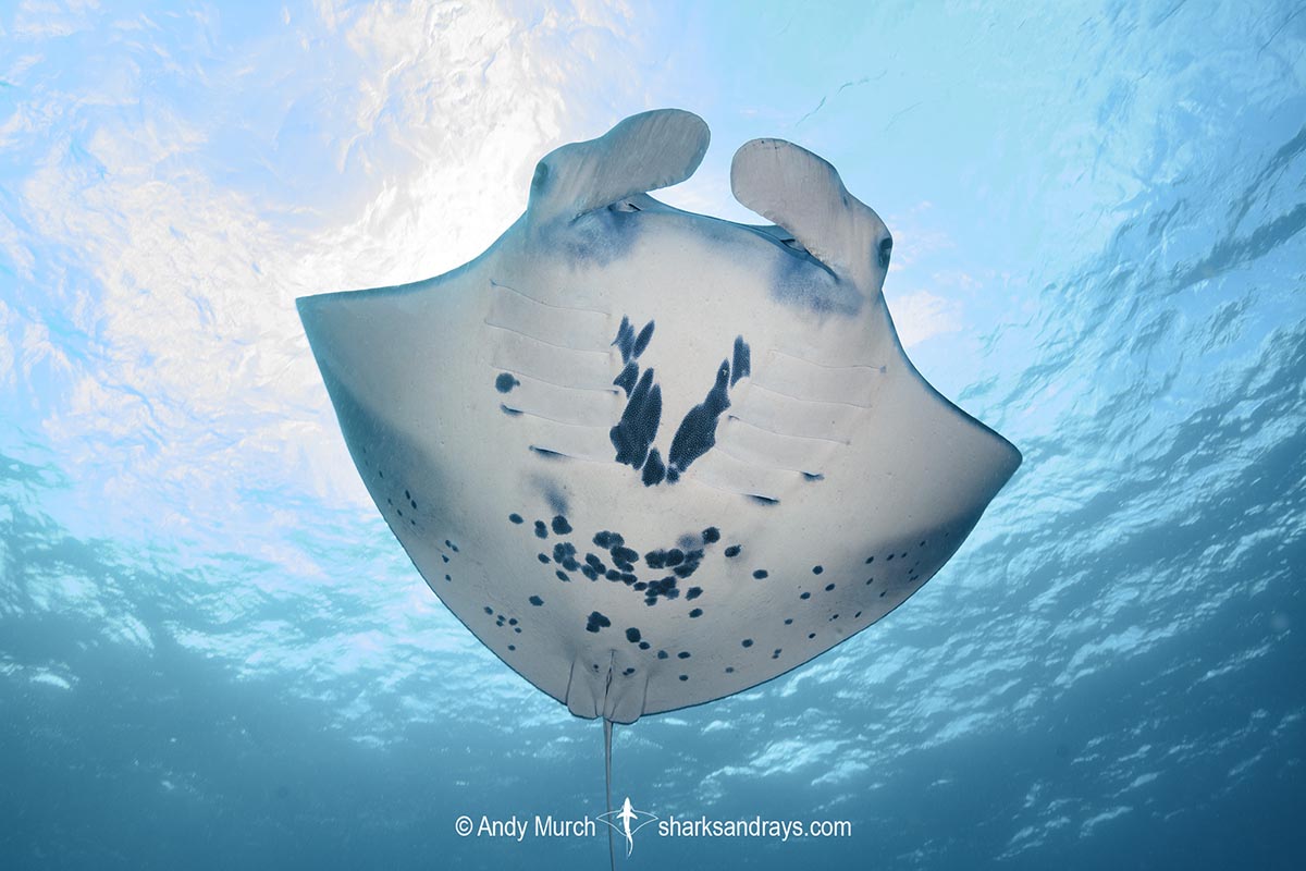 Reef Manta Ray 013 | Sharks and Rays