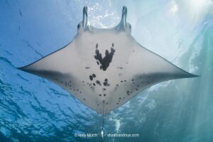 Reef Manta Ray, Mobula alfredi, Nuku Hiva, Marquisas Archipelago, French Polynesia, South Pacific Ocean.