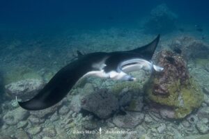 Reef Manta Ray, Mobula alfredi, Nuku Hiva, Marquisas Archipelago, French Polynesia, South Pacific Ocean.
