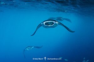 Reef Manta Ray, Mobula alfredi, Nuku Hiva, Marquisas Archipelago, French Polynesia, South Pacific Ocean.
