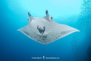 Reef Manta Ray, Mobula alfredi, Nuku Hiva, Marquisas Archipelago, French Polynesia, South Pacific Ocean.