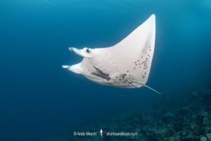 Reef Manta Ray, Mobula alfredi, Nuku Hiva, Marquisas Archipelago, French Polynesia, South Pacific Ocean.