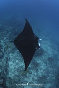 Reef Manta Ray, Mobula alfredi, Nuku Hiva, Marquisas Archipelago, French Polynesia, South Pacific Ocean.