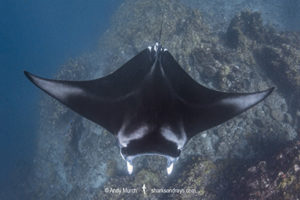 Reef Manta Ray