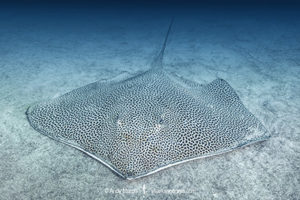 Reticulate Whipray, Himantura uarnak. Aka Honeycomb Stingray or Coach Whipray. Dubai, UAE, Persian Gulf, Arabian Sea.