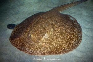 Reticulated Freshwater Stingray, Potamotrygon falkneri. Aka largespot river stingray. A river stingray from Parana-Paraguay and La Plata Basins, and upper Amazon Basin.