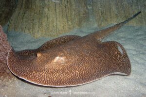 Reticulated Freshwater Stingray, Potamotrygon falkneri. Aka largespot river stingray. A river stingray from Parana-Paraguay and La Plata Basins, and upper Amazon Basin.