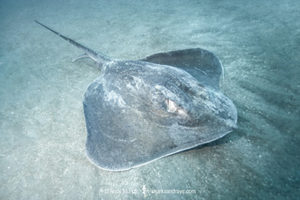 Roughtail Stingray