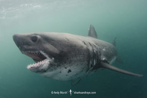 Salmon Shark, Lamna ditropis, Port Fidalgo, Prince William Sound, Alaska, North Pacific Ocean.