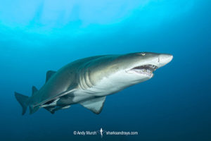 Sandtiger shark, Carcharias taurus, on the wreck of The Spar, Morehead City, North Carolina, USA, Western North Atlantic Ocean.