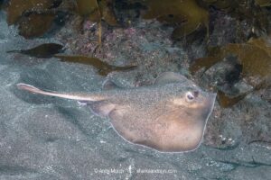Sepia Stingray