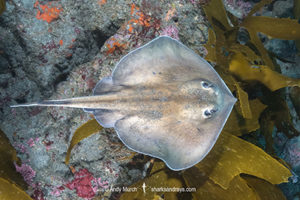 Sepia Stingray