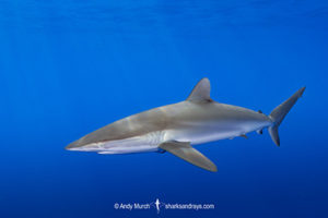 Silky Shark, Carcharhinus falciformis. A requiem shark associated with offshore reefs and blue water. Circumtropical. Andros Island, Bahamas,, Caribbean Sea.