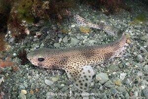 Smallspotted Catshark, Scyliorhinus canicula. Aka lesser-spotted dogfish. Llyn Peninsula, Wales, North Atlantic Ocean.