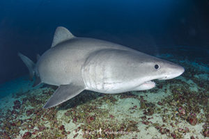 Smalltooth Sandtiger, Odontaspis ferox, Isla Malpelo, Columbia, Eastern Tropical Pacific Ocean.