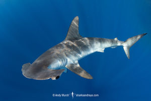Smooth Hammerhead Shark