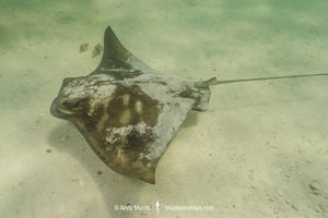 Southern Eagle Ray