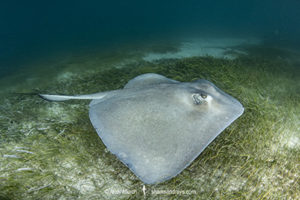 Southern Stingray - Hypanus americanus.