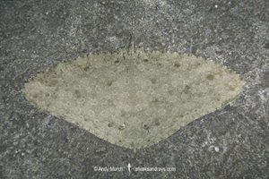 Spiny Butterfly Ray