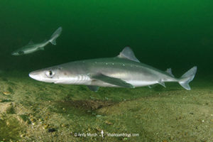 Spiny Dogfish