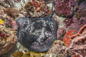 Spotted Stingaree, Urolophus gigas. Albany, Western Australia, Indian Ocean.