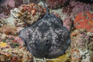 Spotted Stingaree, Urolophus gigas. Albany, Western Australia, Indian Ocean.