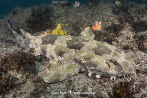 Spotted Wobbegong - Orectolobus maculatus.