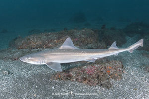 Starspotted Smoothhound Shark