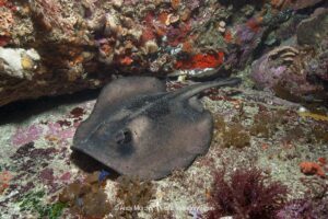 Striped Stingaree, Trygonoptera ovalis. Albany, Western Australia, Indian Ocean.