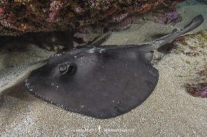 Striped Stingaree, Trygonoptera ovalis. Albany, Western Australia, Indian Ocean.