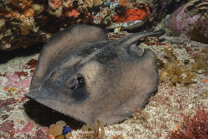 Striped Stingaree, Trygonoptera ovalis. Albany, Western Australia, Indian Ocean.