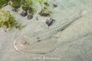 Thornback Ray, Platyrhinoidis triseriata. Aka thornback fanray, Tajeguas Beach, Southern California, USA. Eastern Pacific Ocean.