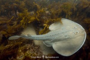 Thornback Ray, Platyrhinoidis triseriata. Aka thornback fanray, Tajeguas Beach, Southern California, USA. Eastern Pacific Ocean.