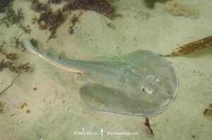 Thornback Ray, Platyrhinoidis triseriata. Aka thornback fanray, Tajeguas Beach, Southern California, USA. Eastern Pacific Ocean.