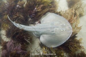 Thornback Ray, Platyrhinoidis triseriata. Aka thornback fanray, Tajeguas Beach, Southern California, USA. Eastern Pacific Ocean.