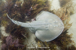 Thornback Ray