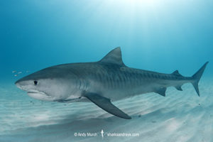 Tiger Shark