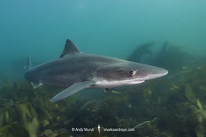 Tope Shark