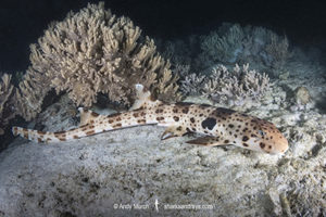 Triton Bay Epaulette Shark