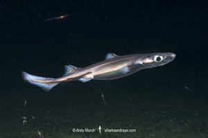 Velvet Belly Lanternshark