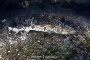 White-saddled Catshark, Scyliorhinus hesperius. A deepwater scyliorhinid shark from Guatemala, Honduras, Panama, and Colombia.