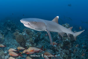 Whitetip Reef Shark