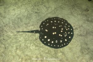 Xingu Freshwater Stingray, Potamotrygon leopoldi. Aka polkadot stingray, or white-blotched river stingray. Endemic to the Xingu River in Brazil.