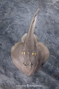 Yellowspotted Fanray, Platyrhina tangi. A species of thornback ray from the northwestern Pacific including Vietnam Taiwan, China, Korea and Japan.