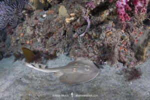 Yellowspotted Fanray, Platyrhina tangi. A species of thornback ray from the northwestern Pacific including Vietnam Taiwan, China, Korea and Japan.