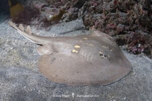 Yellowspotted Fanray, Platyrhina tangi. A species of thornback ray from the northwestern Pacific including Vietnam Taiwan, China, Korea and Japan.