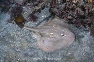 Yellowspotted Fanray, Platyrhina tangi. A species of thornback ray from the northwestern Pacific including Vietnam Taiwan, China, Korea and Japan.