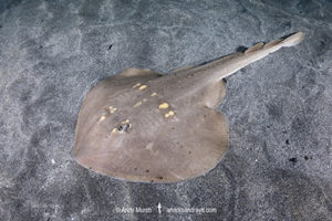 Yellowspotted Fanray