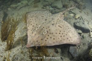 Barndoor Skate, Dipturus laevis. Released by-catch from Georges Bank, Rhode Island, North Atlantic Ocean.