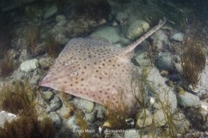 Barndoor Skate, Dipturus laevis. Released by-catch from Georges Bank, Rhode Island, North Atlantic Ocean.